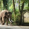 Не просто отдых на Бали: стань ближе к слонам.