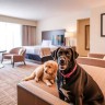 Отели для путешественников с домашними животными